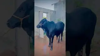 Qurbani (sacrificing animal) on the day of Eid al Adha #animal #sacrifice #eid #mydreams