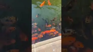 Koi fish pond at Oberai Hotel 🐟 #feed #love #explorefeed #fish #pond #aquarium