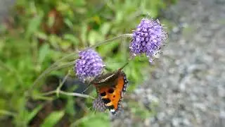 Introducing Devil's bit Scabious