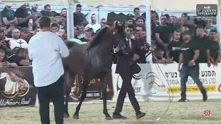 N.414 D KHAIR - Manda Arabian Horse Show - Stallions 2016 & OLDER (Class 41)