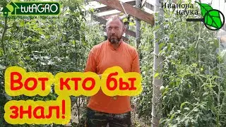 КУПИЛ В МАГАЗИНЕ ПОМИДОРЫ и ПОСЕЯЛ СЕМЕНА. Вот что выросло. СЮРПРИЗ!