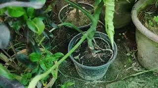 indoor plants without sun light plants for terrace