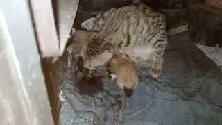 Cats love humans (kittens new born baby)