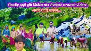 finally दाहाँ हुपि जिउँला खेत रोपाईको झझल्को video। vjs vlogs 2082/2025.