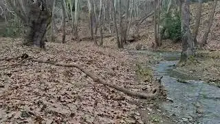 Fourth sighting of the Strange creature by a creek on Vermio mountain