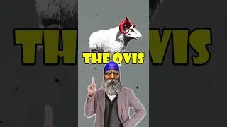 Ark Ovis🐏