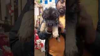 #dog #germanshepherd #puppy #long coat #youtubeshorts #whatsappstatus #status #shorts #pets #video