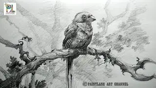 Learn  Shading A Bird with Very Easy Pencil Strokes | How to draw A Bird | drawing