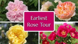 Earliest Roses to Bloom Tour