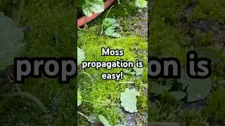 Moss propagation is easy! #terrarium #moss #vivarium #aquascaping #plantparent #plantlife #plants