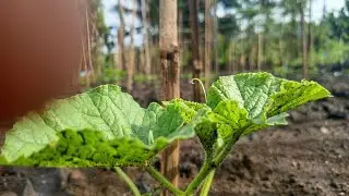 Update budidaya melon di lahan sempik 8x12