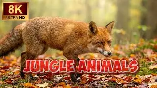 8K Wild Nature World – Incredible Wildlife from Around the Globe