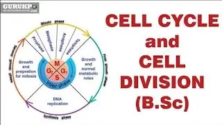 Cell Cycle and Cell Division-Interphase(Part-I)