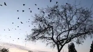 A Murder of Crows Flying Over Disneyland
