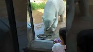 Polar Bear Catches Duck that Flew into Enclosure || ViralHog
