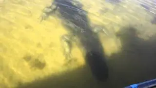 Close encounter with Alligator