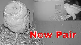 Barn Owl Pair Together on Live Israel Cam 🦉