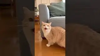 Cat Falling Off Couch 😺 | Pretending Nothing Happened 😻