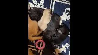 Pug Puppies LIVE 🐶 Calm, Cute & Relaxing (HD)