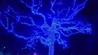 Missouri Botanical Gardens ... Garden Glow