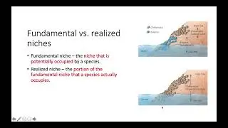 Fundamental vs  Realized Niches