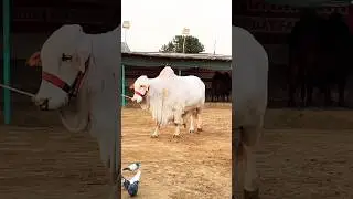 Northern Bypass Cow and Cattle Mandi 2026 Karachi The heaviest Calf in the Market #cow#eid