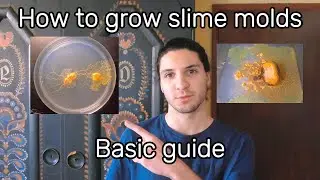 How to grow a slime mold aka 