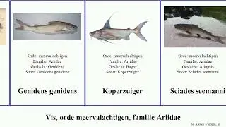 Vis, orde meervalachtigen, familie Ariidae fish felis sona Sciades Patrick Siluriformes Glacier