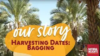 Harvesting Medjool Dates: Bagging
