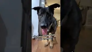 I TooK A Nap 🤨🤨🤨 #dogshorts #doglover #germanshepherd #funnydogs #dogs #trending