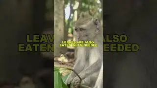 Какие УДИВИТЕЛЬНЫЕ вещи делают обезьяны-гуэноны? #короткометражки #твиты