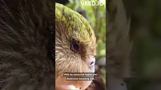 Meet the Kakapo: New Zealand's Adorable Flightless Parrot
