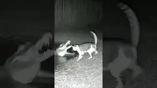 #animalcomedy #funny #lawenforcement  #chasefootage #automobile #police #comedychase #animals