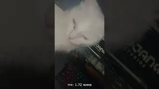 НОВЫЙ ЧВК МУРЗИЛЫЧ???? тгк: 1.72 жима #чвк #edit #cat #catedit
