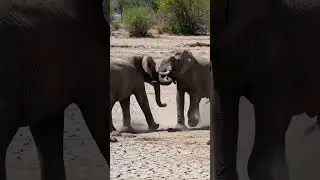 Raw Power Unleashed 🐘💥 | Elephant Fight on Open Ground