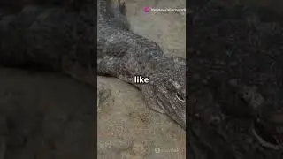 Mind-Blowing Alligator Facts You Didn't Know! #didyouknow #alligator #facts #shorts