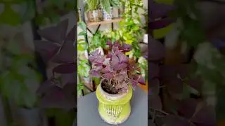Mor yonca , monstera minima #oxalistriangularis #oxalis