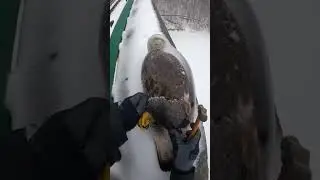 Замороженный орёл...