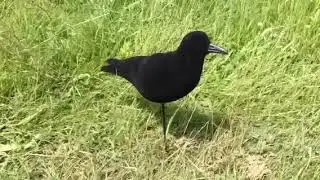 Flocked Magnum Crow Decoy