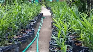 #ptp, #jahe, #budidayatanamanjahe,  Kebun Jahe di Depan Rumah