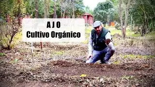 🧄 No Compres Ajos 🧄 Te Ense&ntilde;o mi M&eacute;todo | Ajos Gratis para Todo el A&ntilde;o | Salud Natural