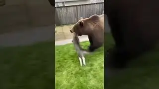 When a Fearless Cat Saves a Dog From a Giant Bear 😱🐻🐱🐶