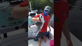 Каковы шансы поймать бычью акулу с помощью заброса сетей!