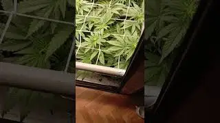 #cannabis barney's farm gelato45, cookies kush, purple punch