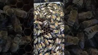 Queen Bee in the Hive 🐝 | Secrets of Her Role