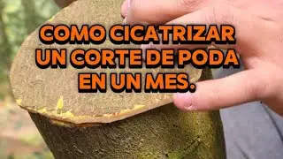 Cicatrizar corte de poda en 30 dias? IMPOSIBLE... a no ser que hagamos esta tecnica.🤯🤯