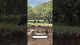 Baboons fight