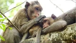 Spring is the best mother monkey , Spring monkey always take care her two son baby , Spring monkey i