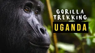 Gorilla Trekking | Explore Uganda
