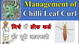All about Chili Leaf Curl | Virus, Thrips | Management of Plant Diseases